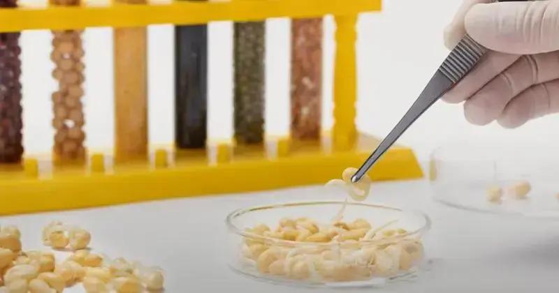 USP em São Carlos lança instituto nacional para qualidade alimentar