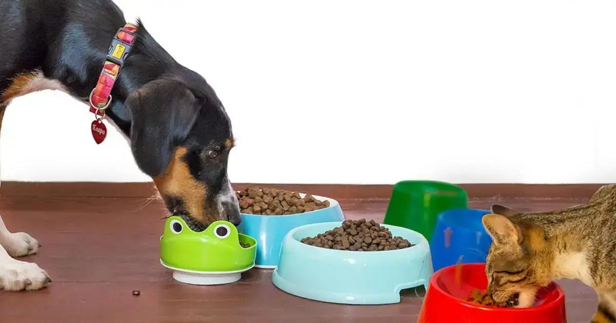 Japão abre mercado para pet food brasileira, um novo horizonte para o agronegócio